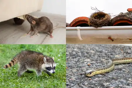 Wildlife collage showing raccoon, squirrel, bat, and snake