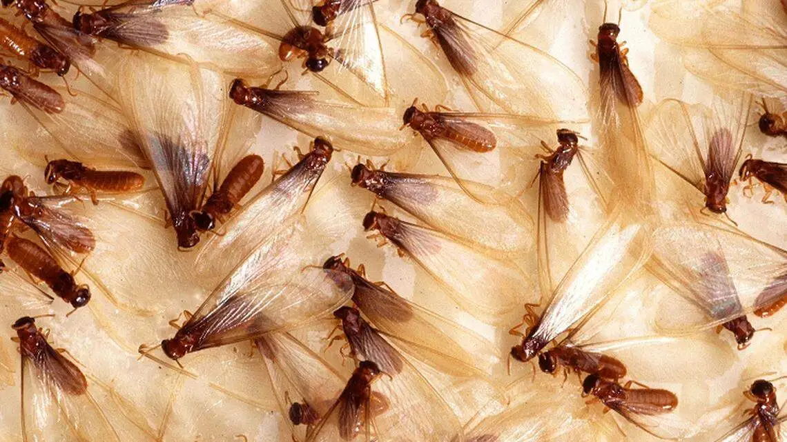 Flying swarmer termites in Greenville NC indicating active termite colony