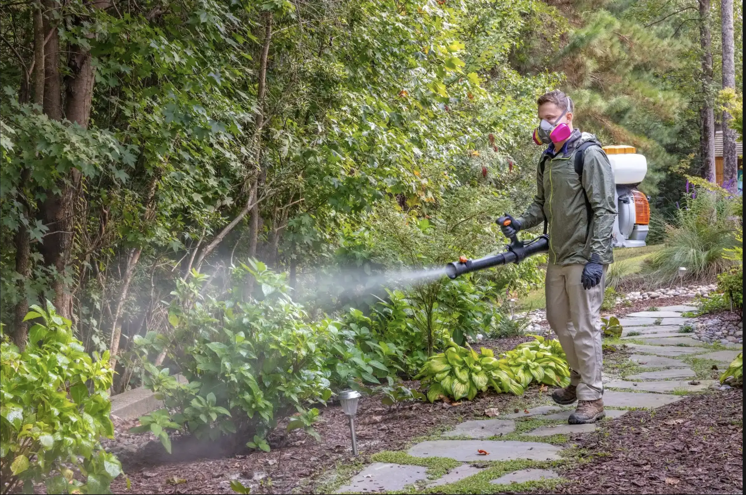 Targeted mosquito barrier spray treatment on dense backyard shrubs in Eastern NC