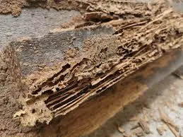 Severe termite wood damage requiring treatment in Eastern North Carolina home