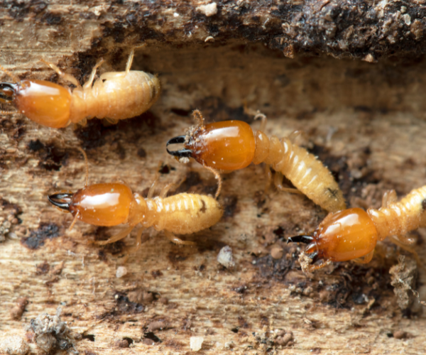 Subterranean termites found during WDIR inspection in Eastern NC