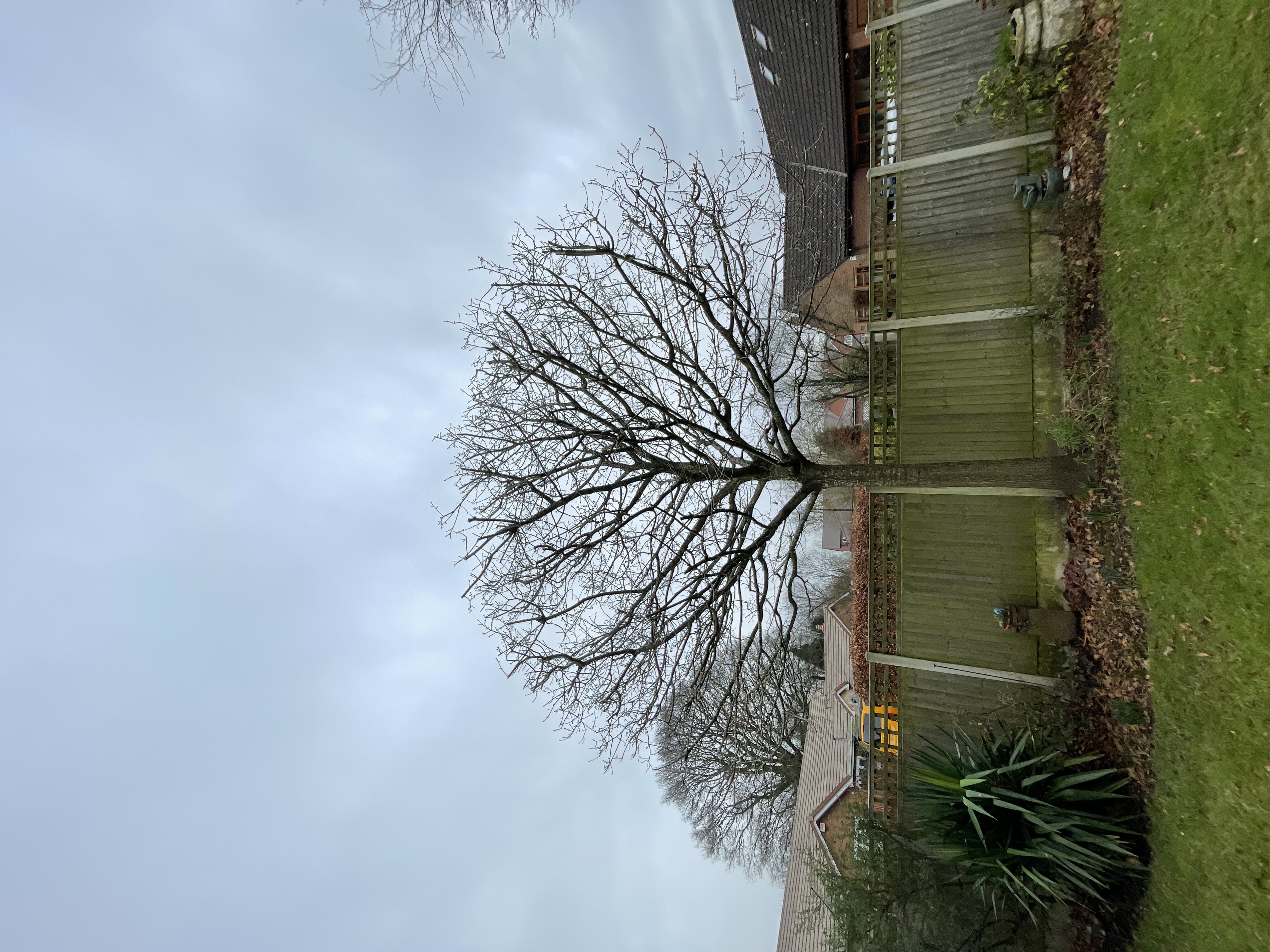 Neatly pruned tree in residential garden