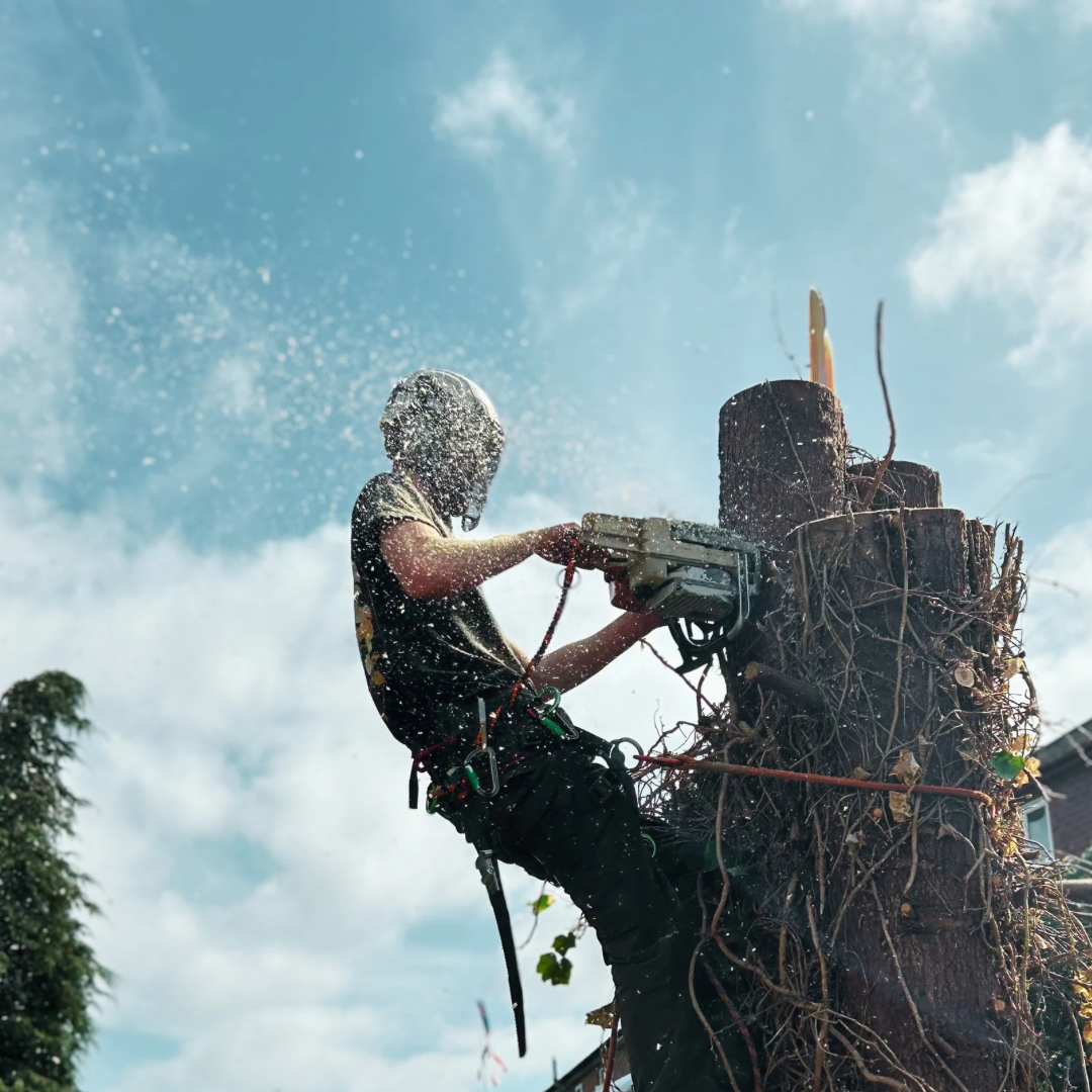 Arborist with harness using chainsaw on tree trunk