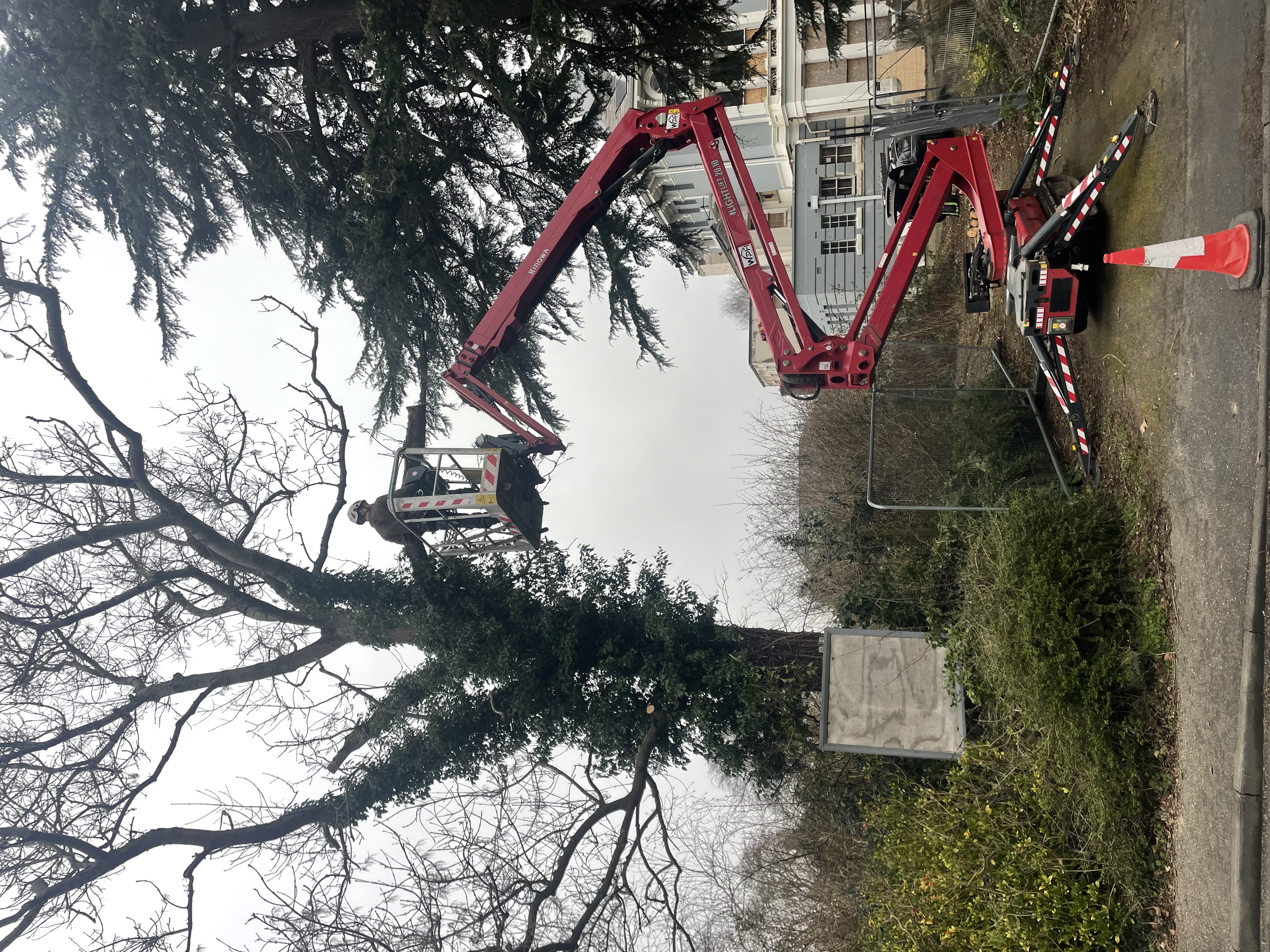 Arborist on cherry picker working on tall tree