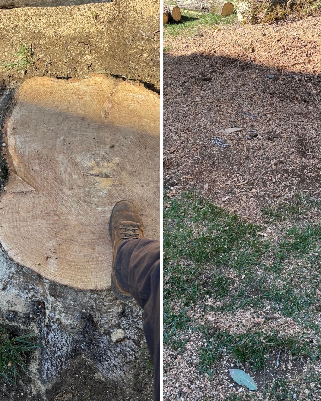Before and after stump removal showing clean results