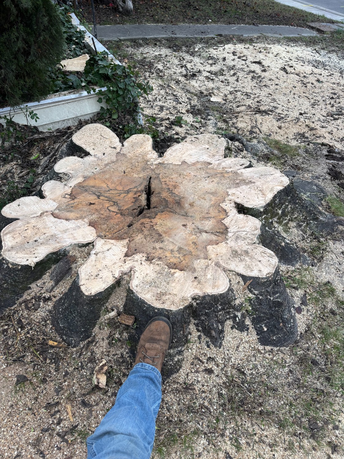 Large stump removal